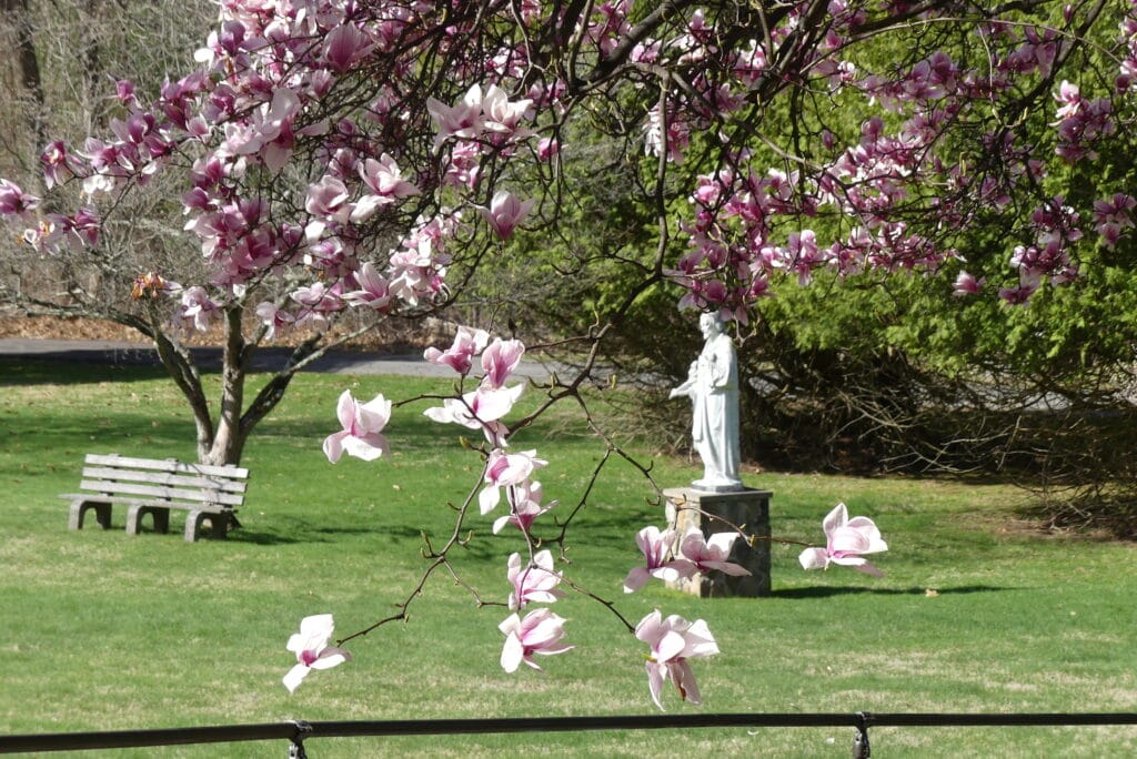 Outdoor garden area with blooming flowers and statue
