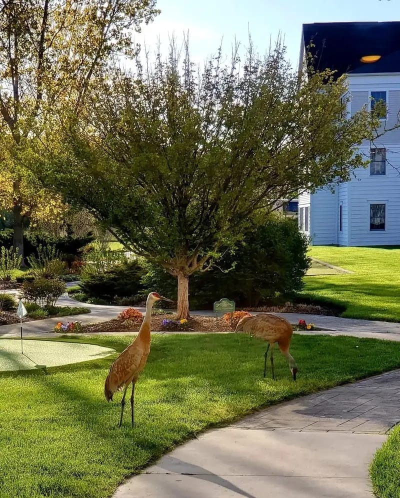 Sandhill cranes in a landscaped outdoor space