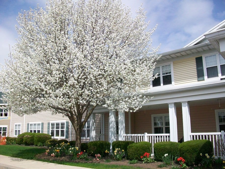Exterior view of a senior living facility with blooming trees