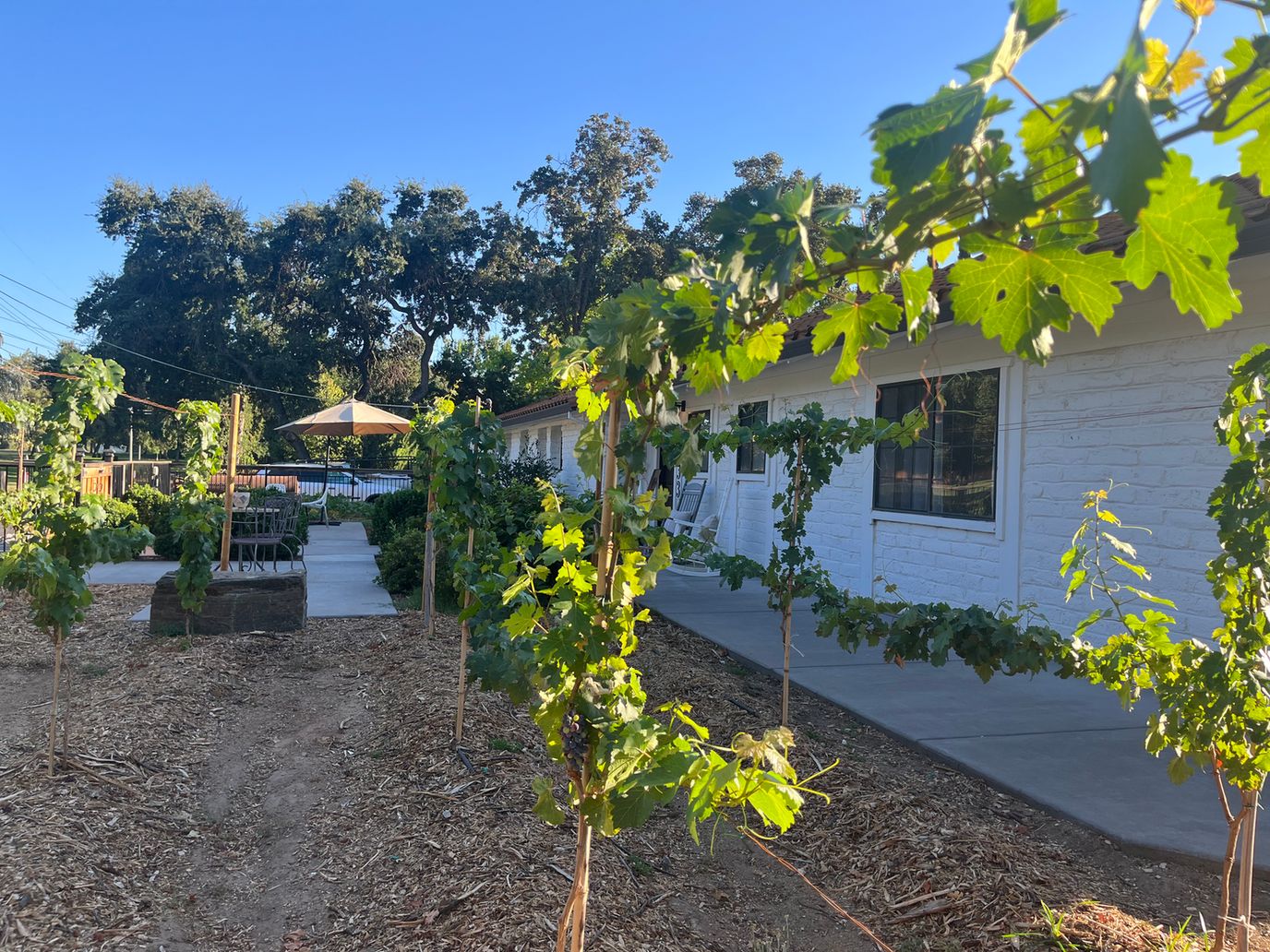 Outdoor space with grapevines and seating area