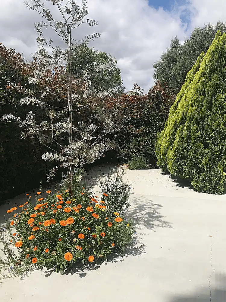 Garden area with blooming flowers and greenery