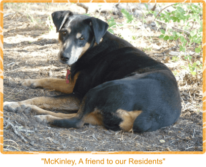 A friendly dog relaxing outdoors