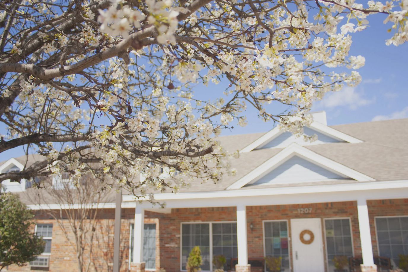 Blossoming tree with building entrance in background
