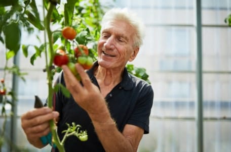 Senior man tending to tomato plants in a greenhouse
