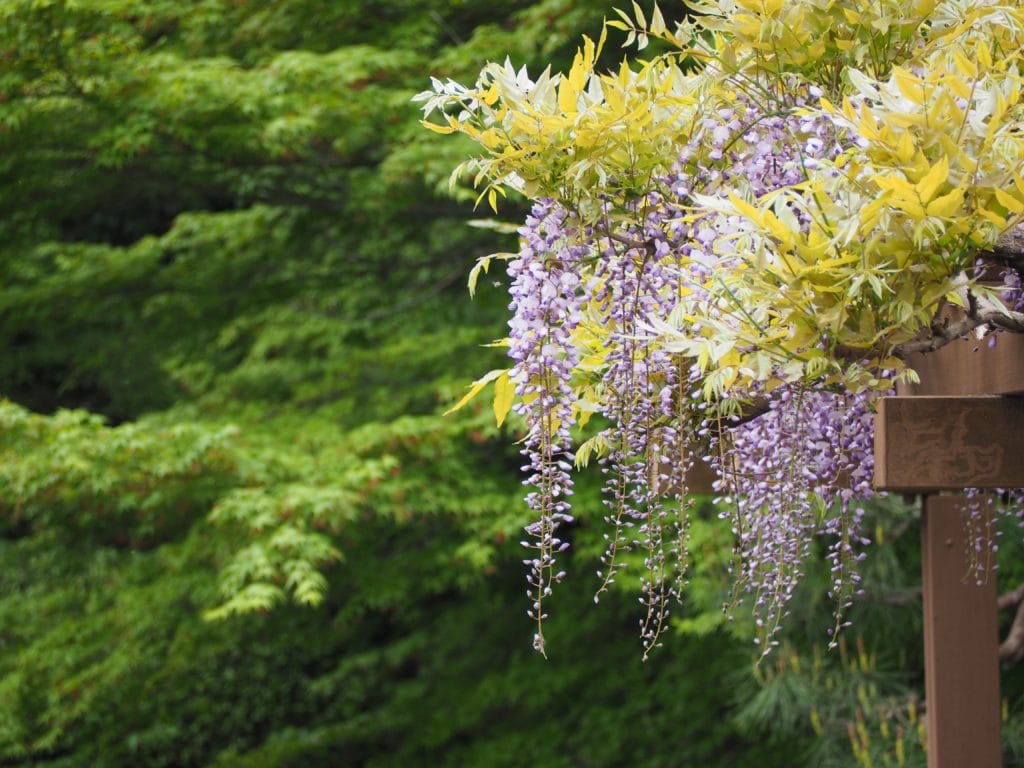 Wisteria Gardens