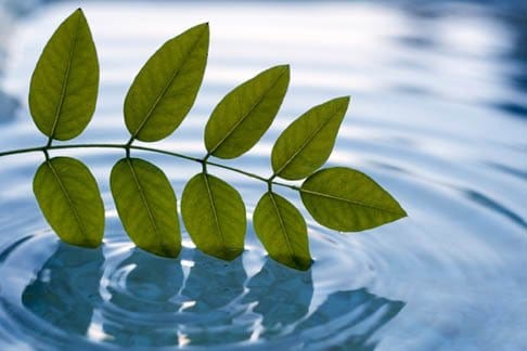 WATERLEAF AT LAND PARK, THE