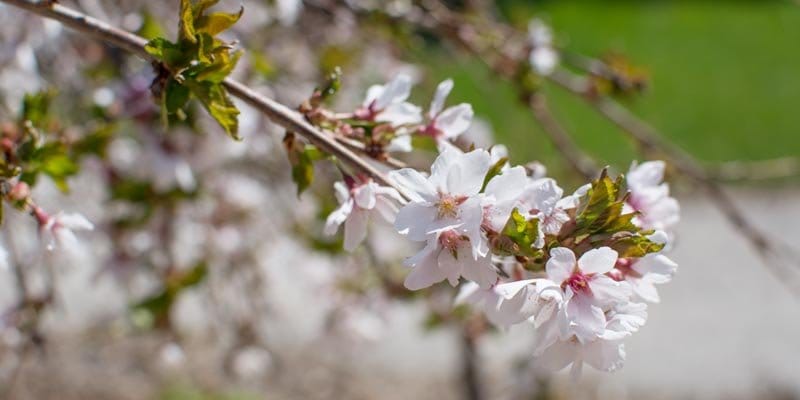 Close-up of cherry blossom flowers in bloom
