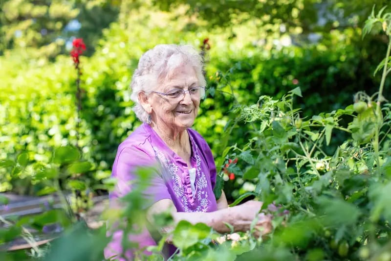 Resident tending to a garden in a sunny outdoor area