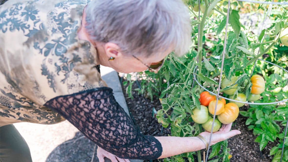 Senior woman participating in gardening activities.