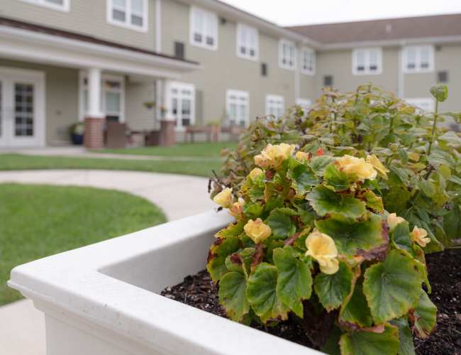 Close-up of flowers in a garden area