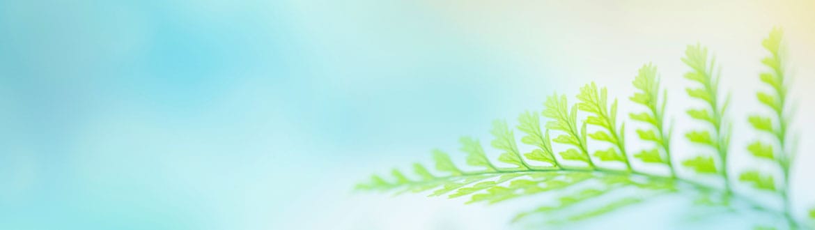 Close-up of a fern leaf against a soft background