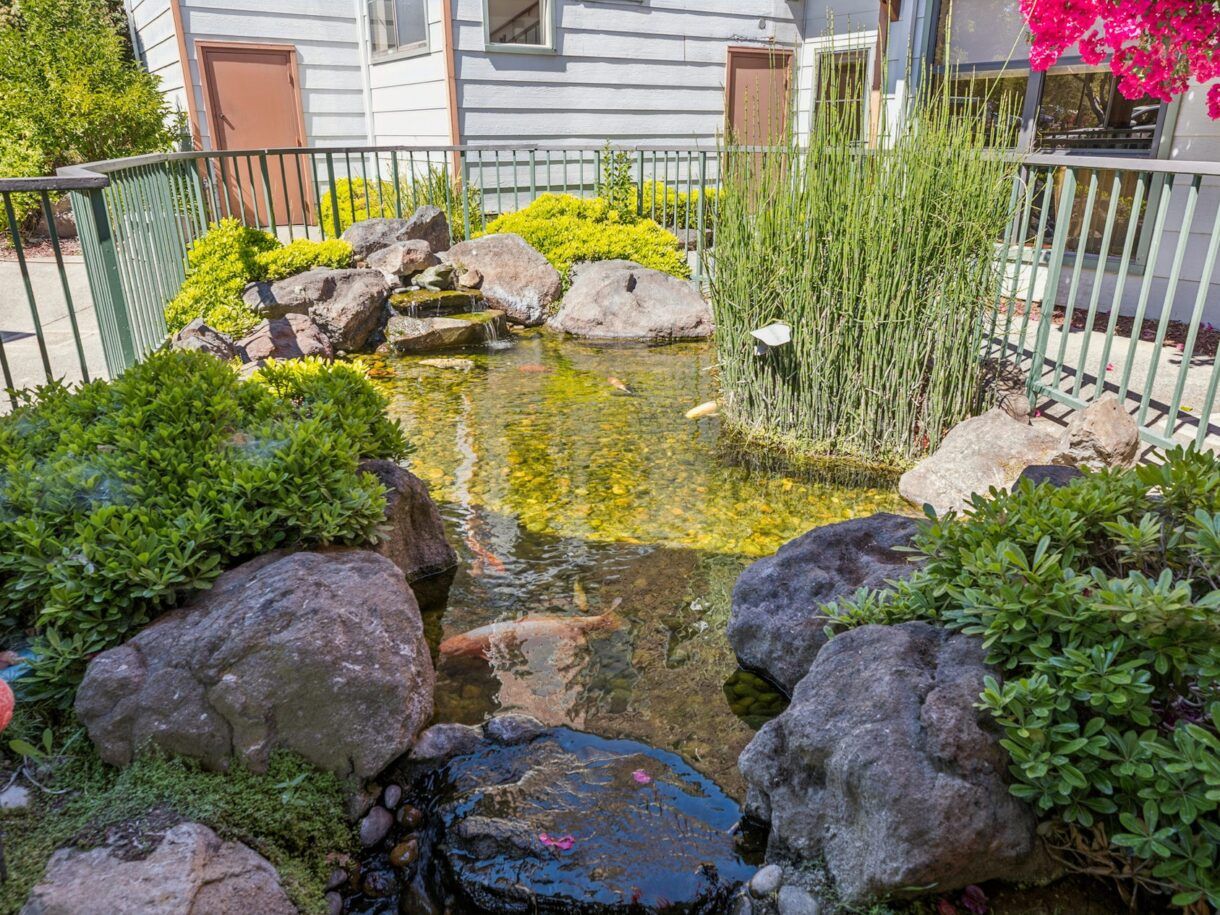 A serene outdoor pond surrounded by lush greenery