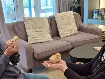 Residents interacting with chicks in a cozy common area.