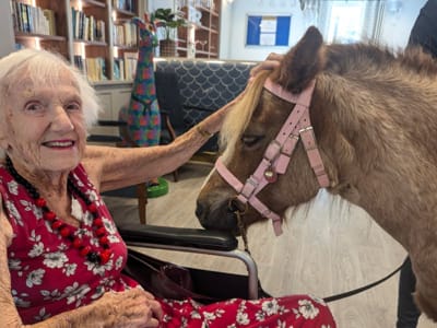 Senior resident interacting with a therapy pony indoors.