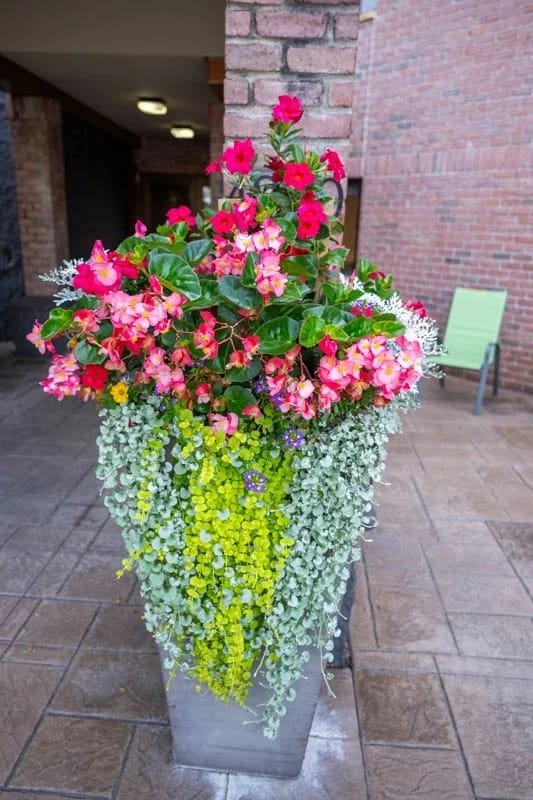Colorful flowers in a decorative planter outside