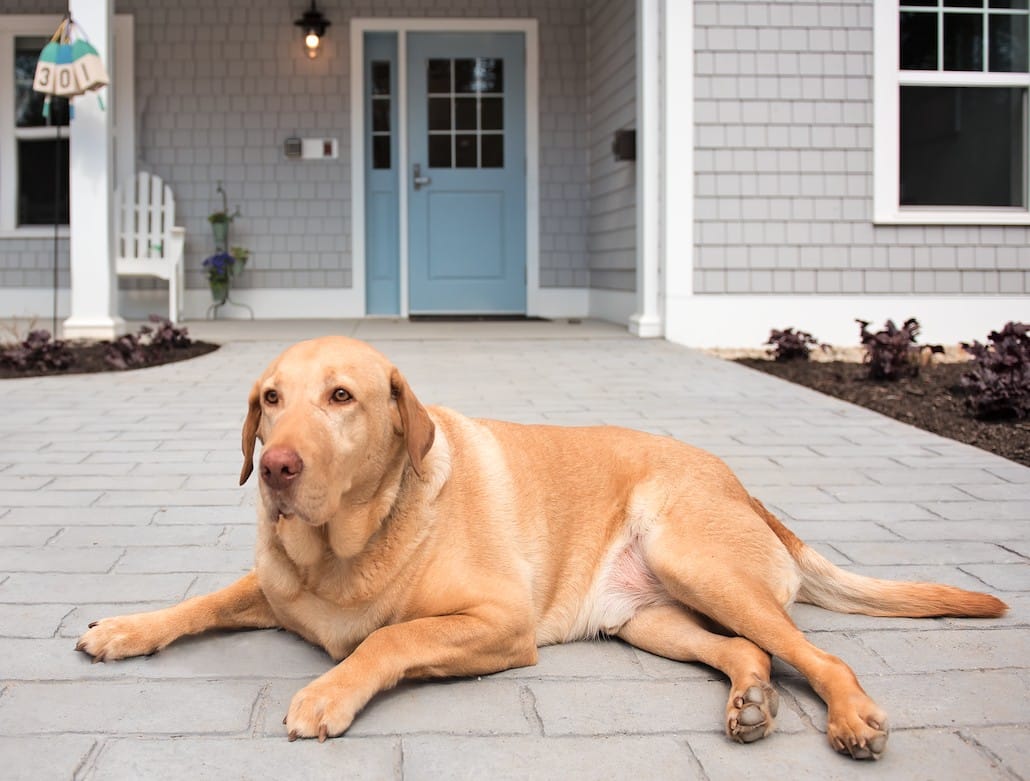 A friendly dog lounging on the front porch of a building