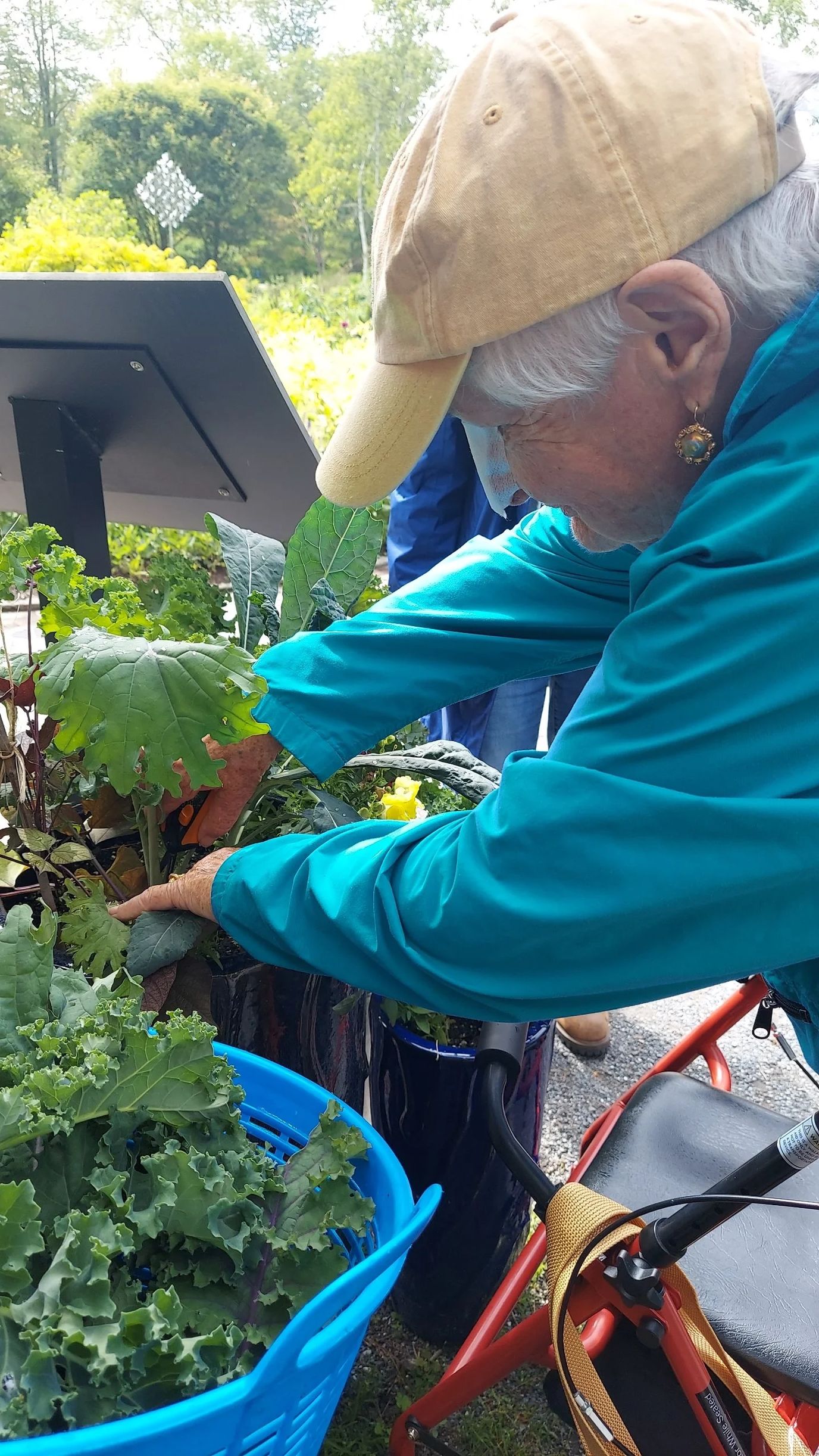Senior gardening activity with plants and vegetables.