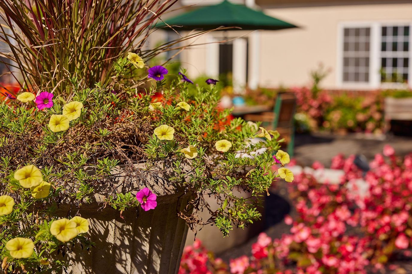 Colorful flowers in a garden area