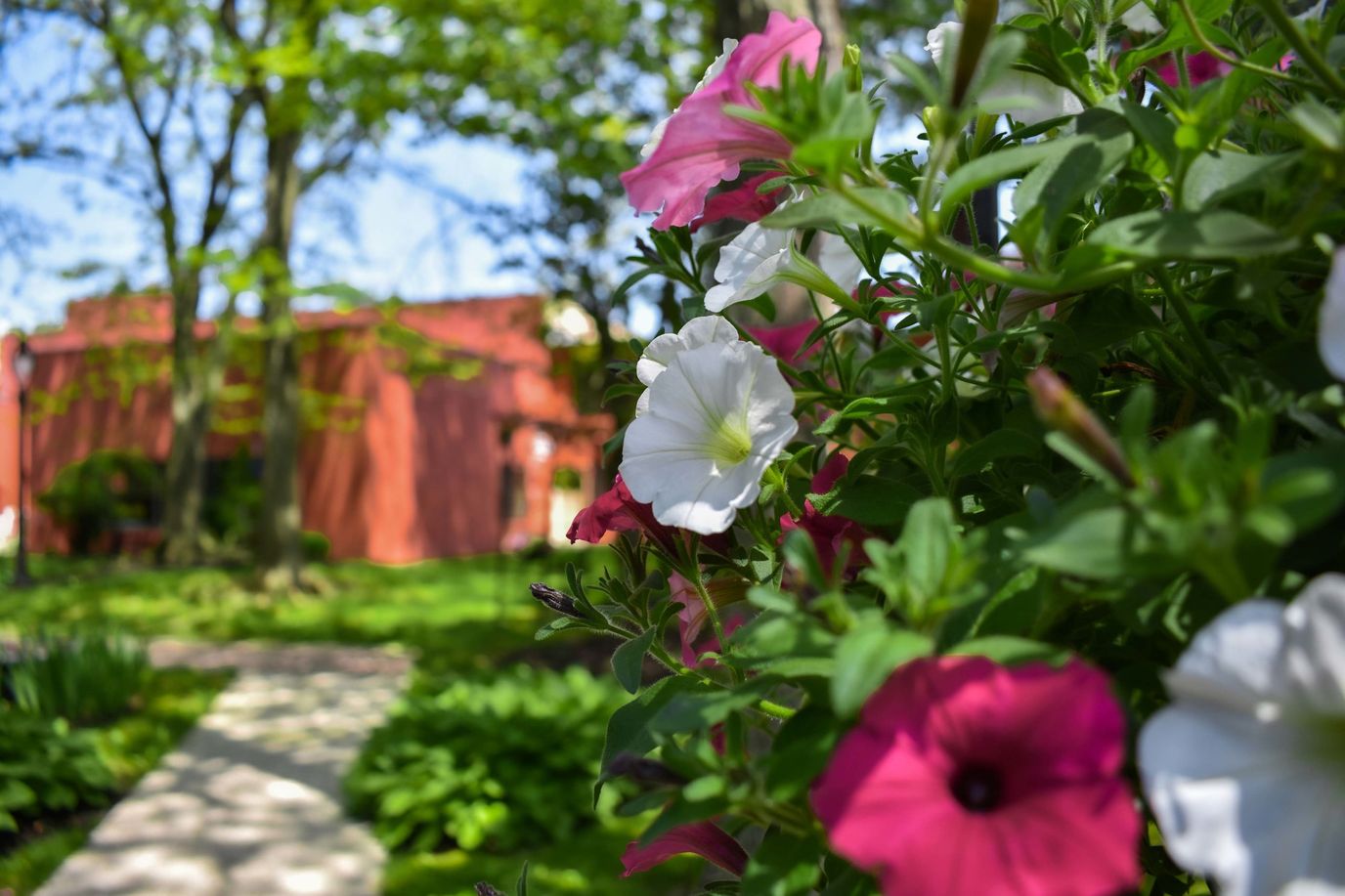Colorful flowers in the outdoor garden area