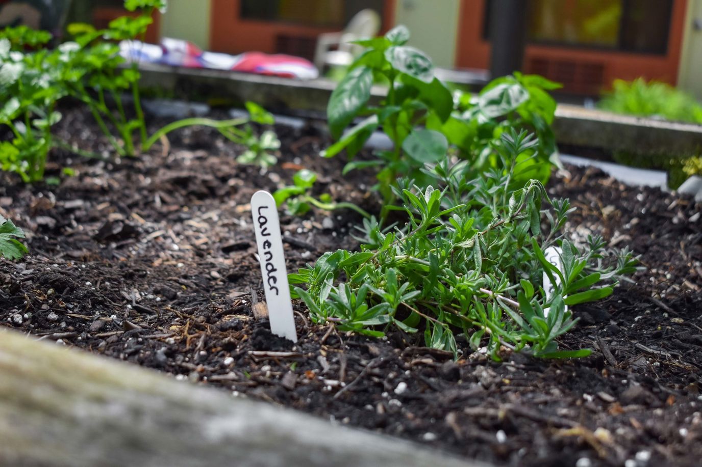Herb garden with labeled plants in a raised bed