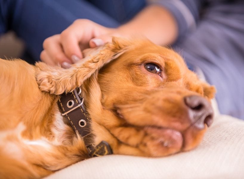 Close-up of a relaxed brown dog