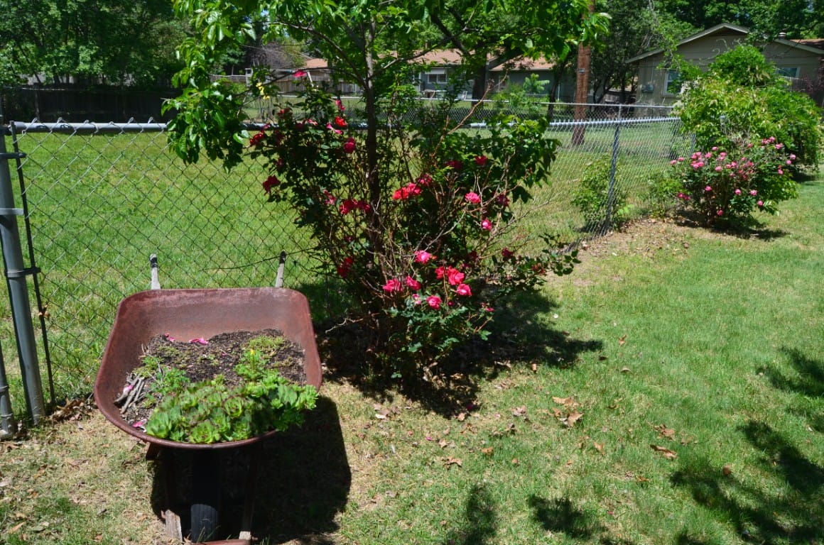 A garden featuring a wheelbarrow filled with soil and vibrant flowering plants.