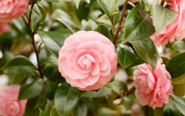 Presbyterian Home, Quitman, in, Nursing Home in Quitman, GA — Pink camellia flowers among green leaves