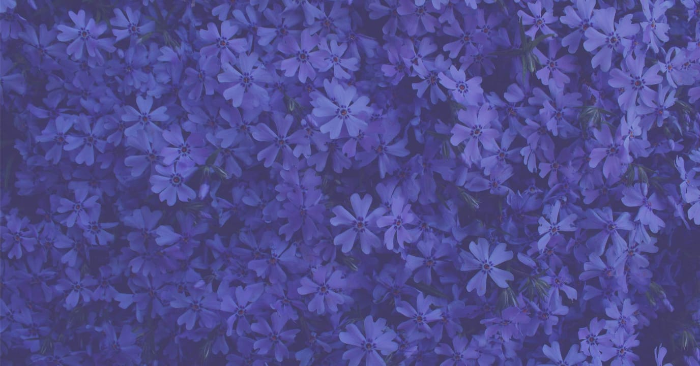 Tranquility of Cartersville, nursing home in Cartersville, GA — Purple flowers in full bloom covering the ground