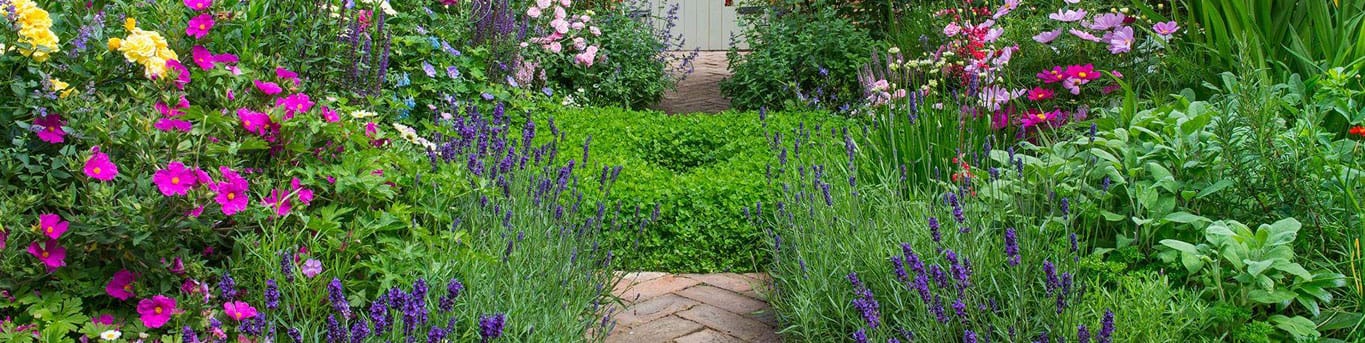 Pathway through a vibrant flower garden