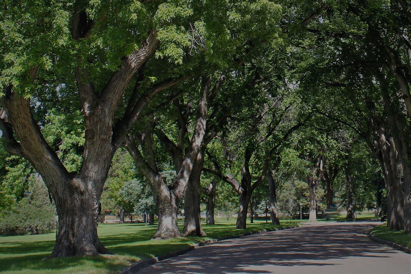 Tree-lined outdoor pathway in a park-like setting
