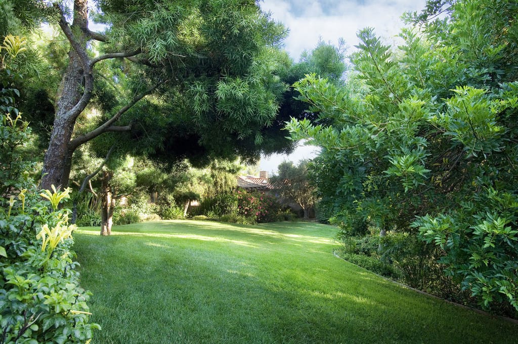 Lush green outdoor garden area