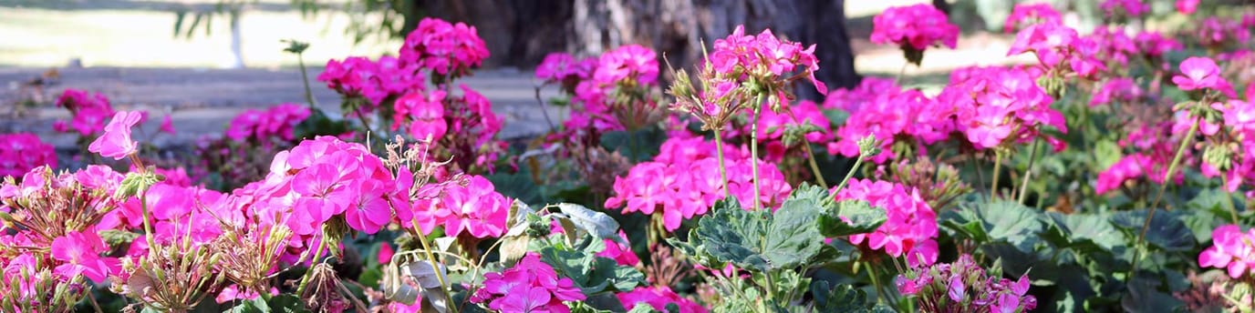 Vibrant pink flowers in a garden setting