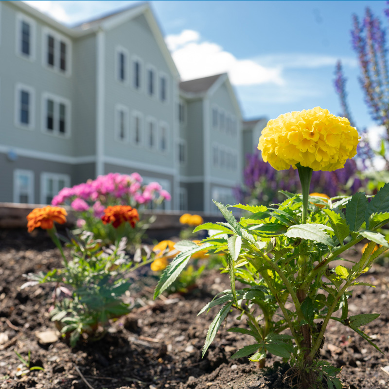 Colorful flowers in a garden with facility building in background
