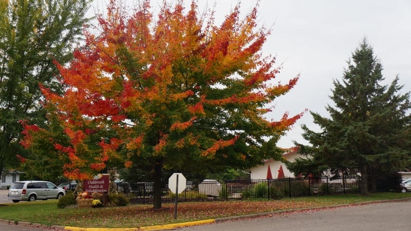 Oakbrook Health and Rehabilitation, Nursing Home in Thorp, WI — Autumn foliage near a senior living facility entrance