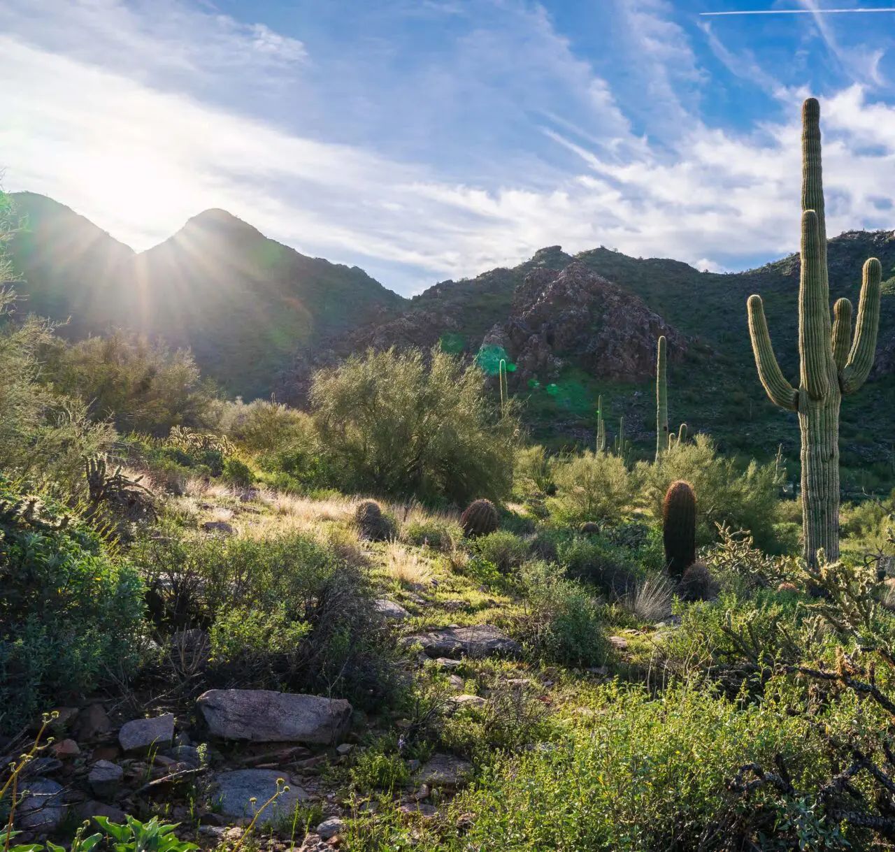 Desert landscape with cacti and mountains