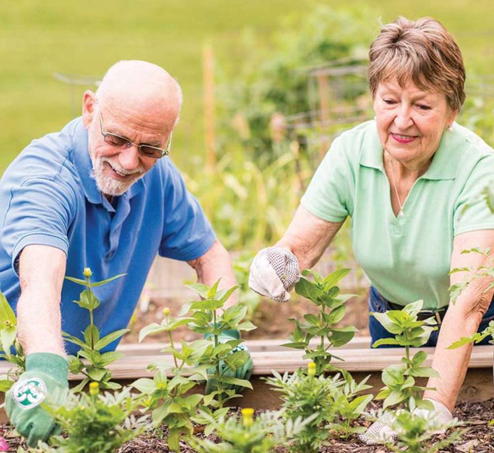 Elderly couple gardening together outdoors.