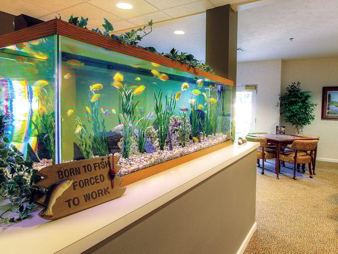 Colorful fish swimming in a large aquarium with plants