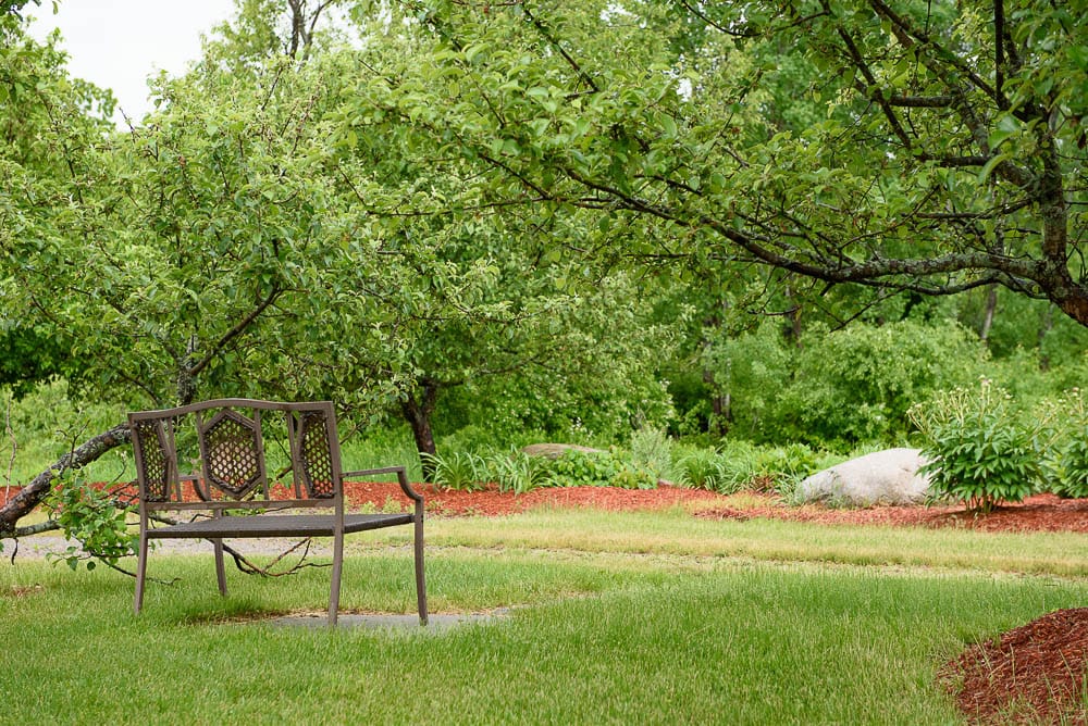 A rustic bench under trees in a garden area
