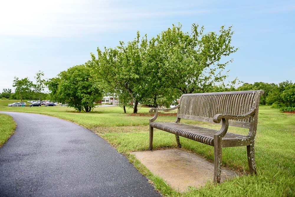 Wooden bench in a green outdoor space
