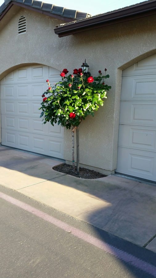 Flowering bush with red roses near garage doors