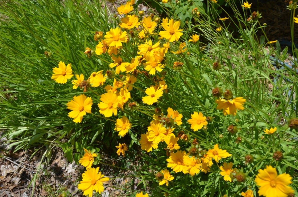Cluster of bright yellow flowers in green foliage