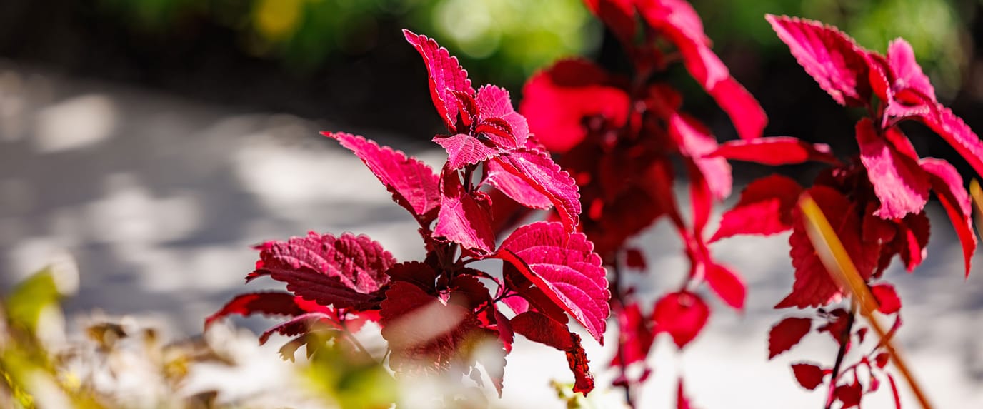 Vibrant red foliage in an outdoor space