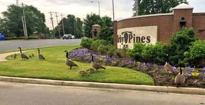 Kirby Pines LifeCare Community