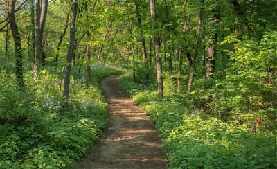 A scenic path through a green forest