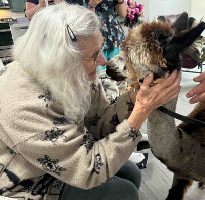 Elderly resident interacting with a llama indoors