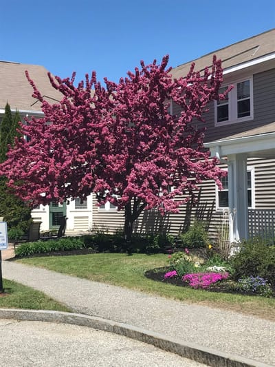 Beautiful flowering tree in the facility's garden area