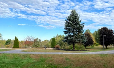 A landscaped outdoor area with trees and pathways