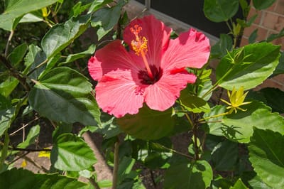 Vibrant pink hibiscus flower among lush green leaves.