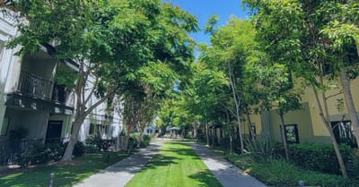 Tree-lined walkway with buildings on either side