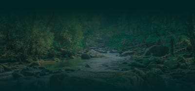 Scenic view of a river surrounded by trees